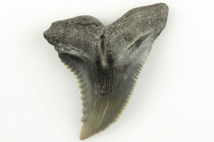 Snaggletooth Shark (Hemipristis) Tooth - Aurora, NC #203590